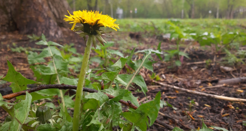 17 мая в Мордовии ожидается дождь и до +17
