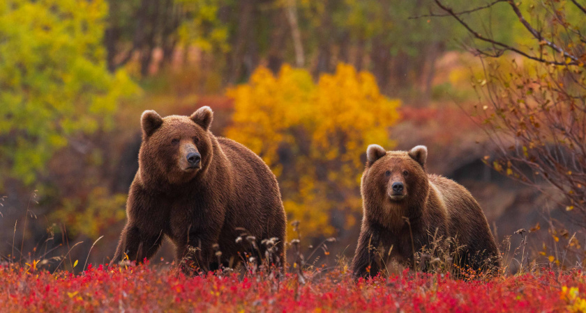 Премьера фильма «Огненный лис» пройдет при поддержке ВТБ