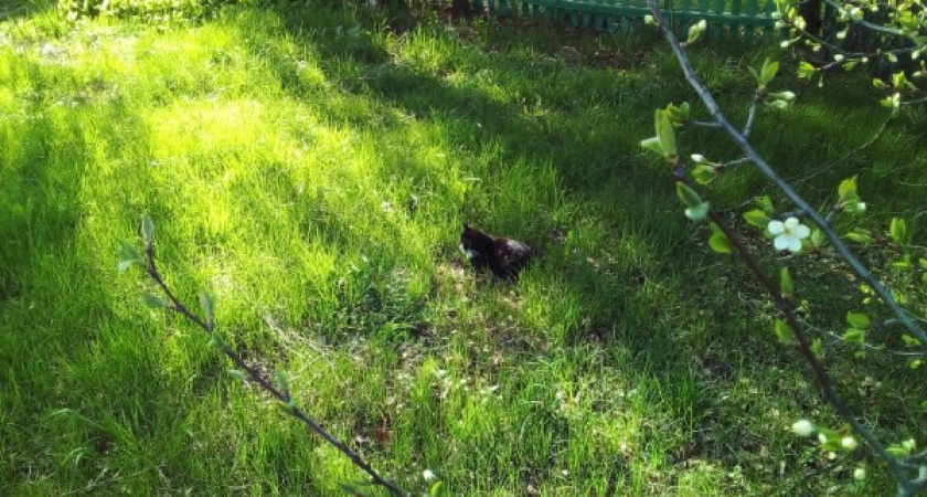 19 мая в Мордовии ожидается порывистый ветер и до +20