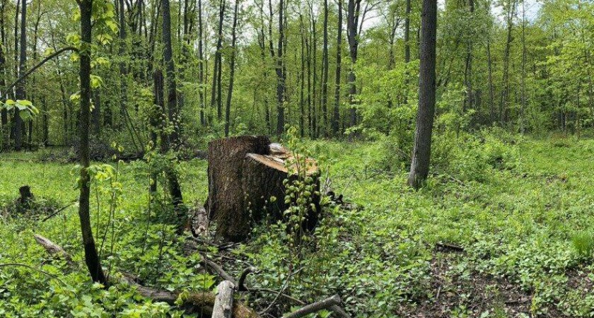 В Мордовии осудят мужчину за вырубку семенного дуба