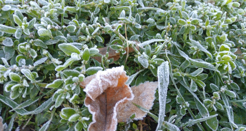 В Мордовии синоптики прогнозируют заморозки на ночь с 24 на 25 мая