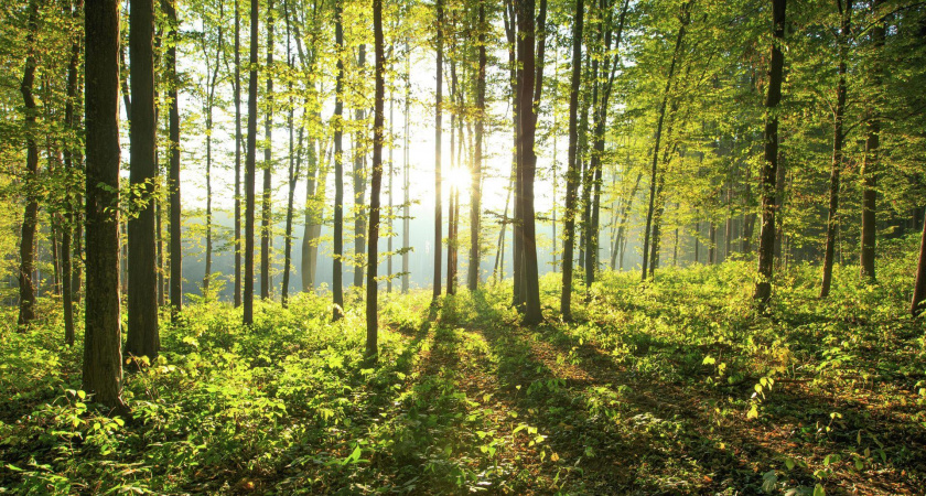 В Теньгушеве попросили 29 мая не посещать парк