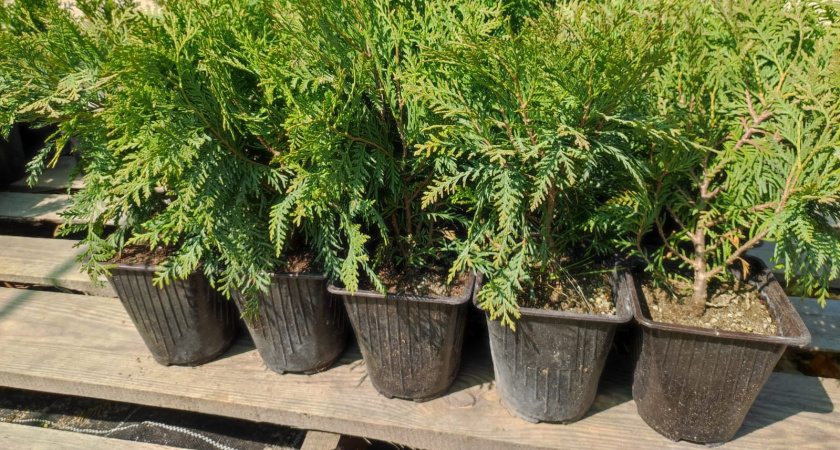 В Мордовии выращивают сеянцы сосны, можжевельник, пихту и кедр