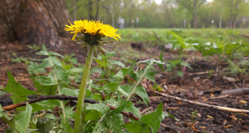14 июня в Мордовии ожидается до +30