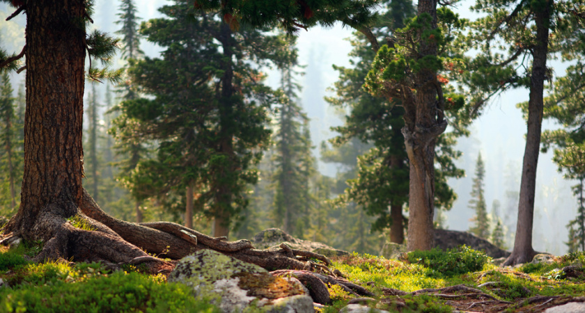 Лёгкие планеты: Россия вошла в тройку мировых лидеров по восстановлению леса