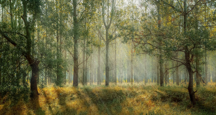 В Мордовии планируют изучать парниковые газы на специальных полигонах