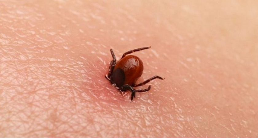 В Мордовии клещи покусали 226 человек