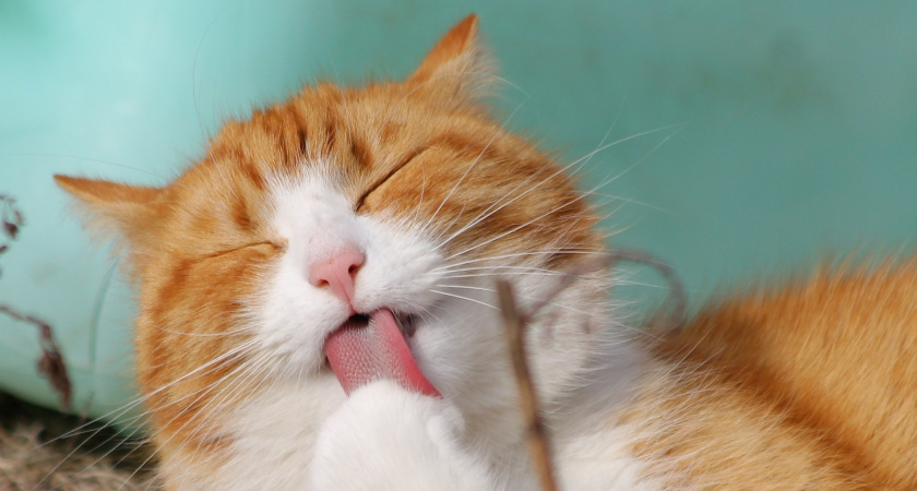 В Саранске кошки гастролируют без лицензии