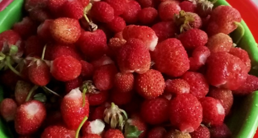 Названа самая вредная ягода: россияне уплетают горстями да еще и детей пичкают — типа полезный деликатес