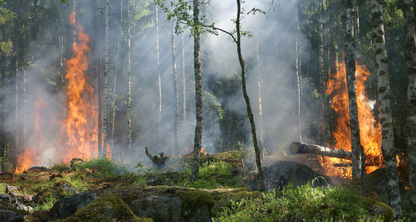 В Мордовии с 1 по 8 июля запретили посещение лесов