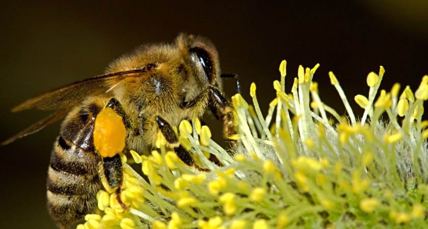 Жители Мордовии жалуются на массовую гибель пчел