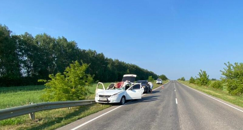 В Мордовии в ДТП с лосем пострадали два человека