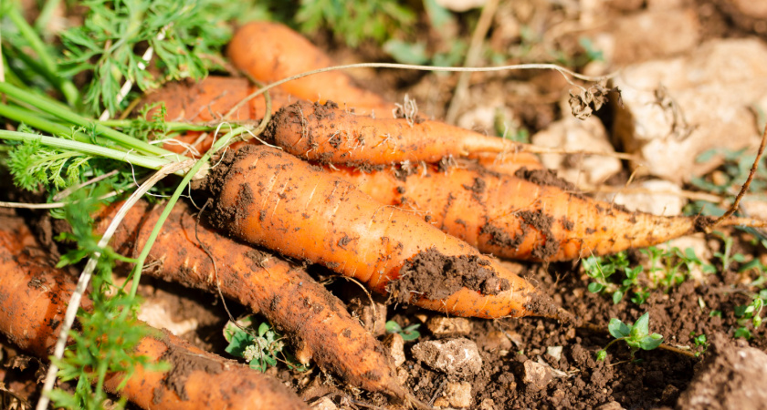 Морковь попрет в рост: в начале июля полейте грядку этим раствором — первый шаг к урожаю, что с соседями поделитесь