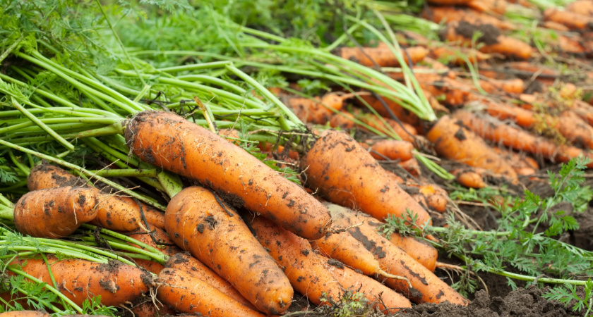 Морковь вымахает выше забора: просто полейте в начале июля этим раствором — у соседа челюсть отвиснет