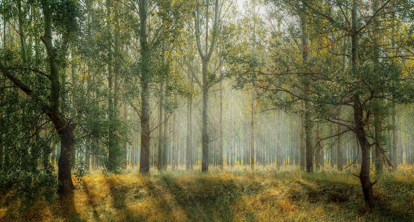 В Мордовии ограничили посещение лесов до 15 июля