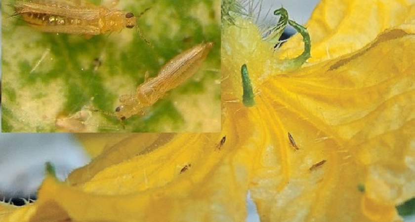 В Саранске было выявлено несколько очагов трипса