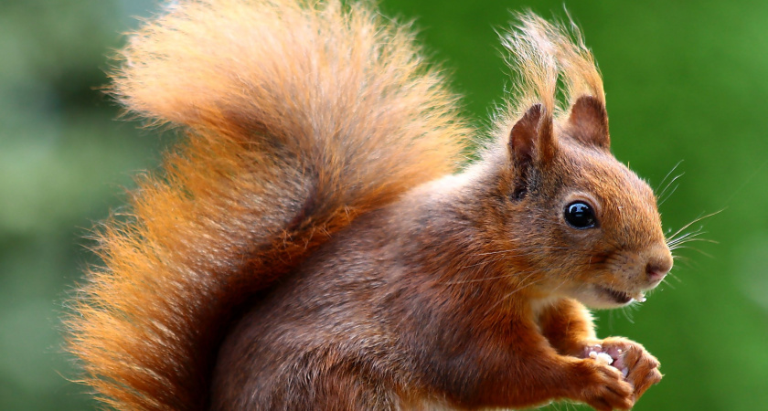 В Пролетарском районе Саранска поселятся белки