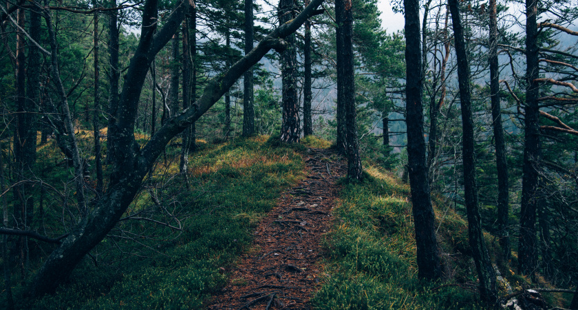 В Мордовии отменили ограничение на посещение лесов