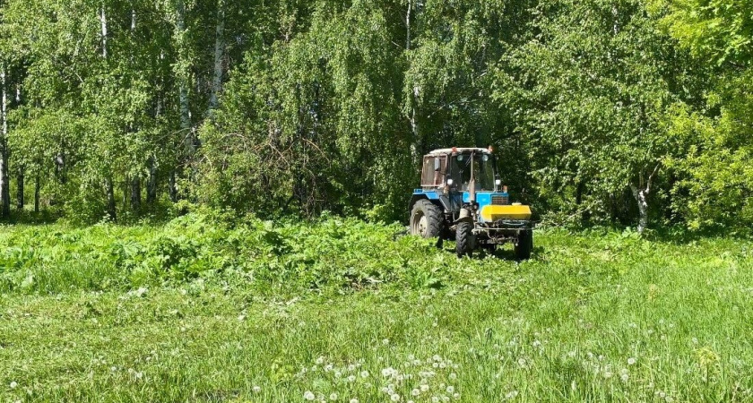 Прокуратура Мордовии ведет борьбу с борщевиком