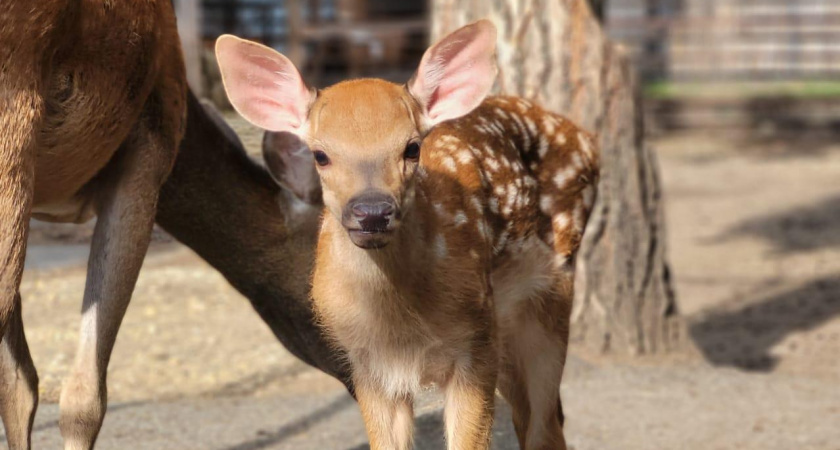 В зоопарке Саранска появился на свет пятнистый олененок