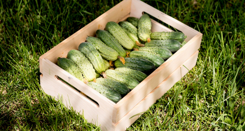 Огурцов столько до поздней осени, что соседи  не скрывают зависти — а нужно-то всего-навсего поливать этим