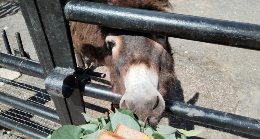 Жителей Мордовии пригласили поделиться урожаем с обитателями саранского зоопарка