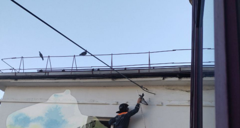 В Саранске сотрудники МЧС спасли застрявшего в проводах голубя