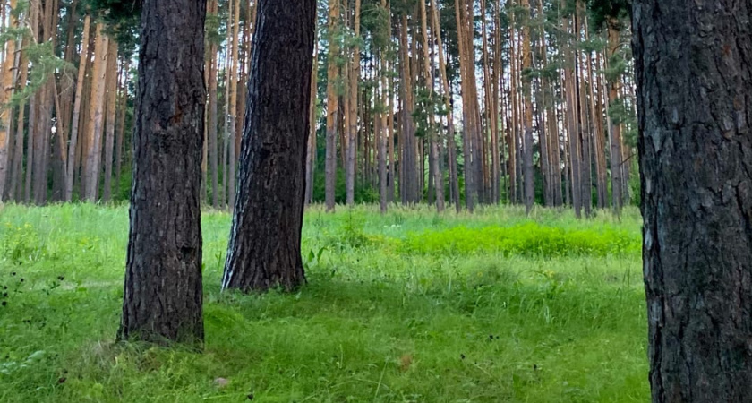 В Мордовии проводят работы по восстановлению лесов