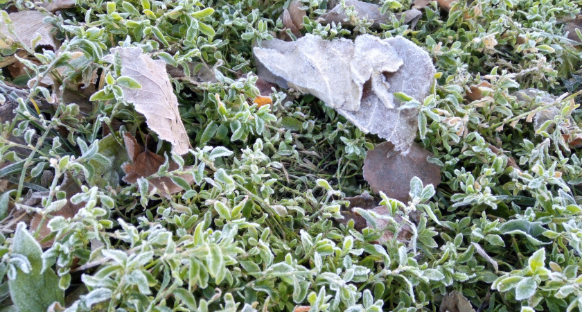 25 сентября в Мордовии ожидаются заморозки и до +21