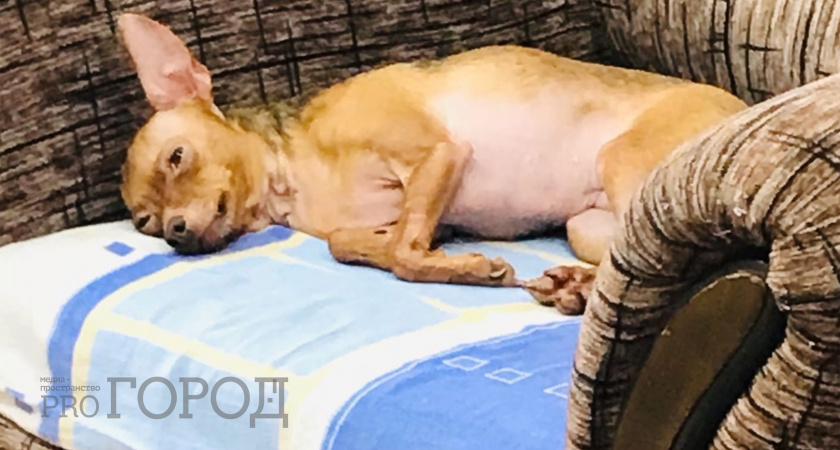 Не успели полюбить, а он уже и дух испустил: 2 популярные породы собак, которые не проживут у вас и 5 лет