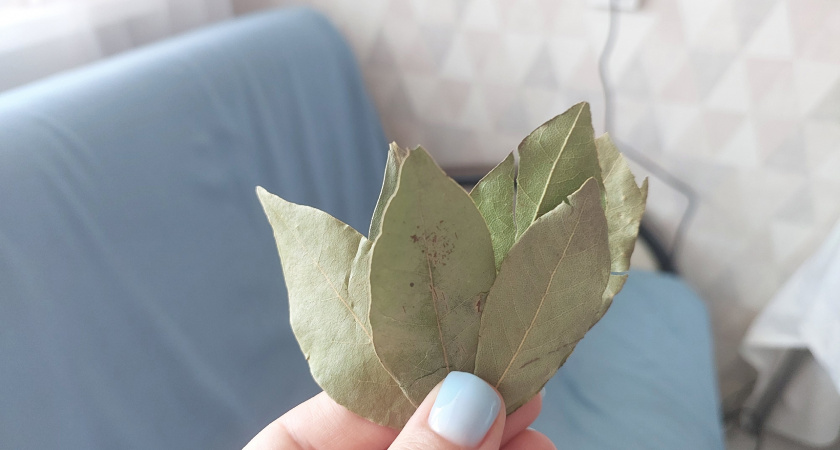 Россиянам объяснили, зачем после включения отопления необходимо класть на батарею лавровый лист