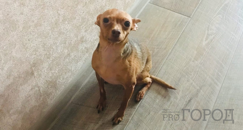 Не успели полюбить, а он уже и умер: 2 популярные породы собак, которые не проживут у вас и 5 лет