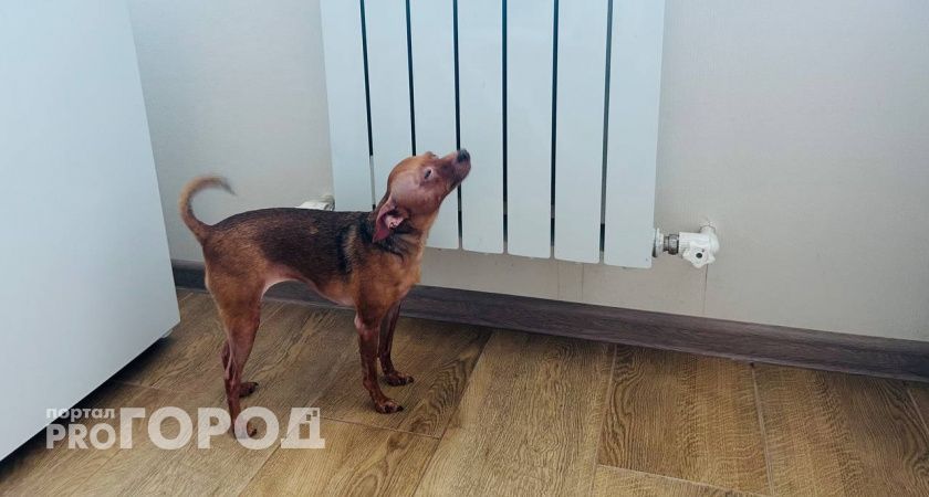 В декабре штраф 800 рублей: всем, у кого в квартире включены в Сеть такие приборы обогрева