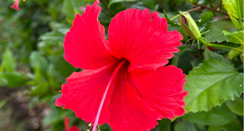 1 ст. ложку в горшок – и замиокулькас подарит новые "стрелы": станет красавчиком за 2 дня