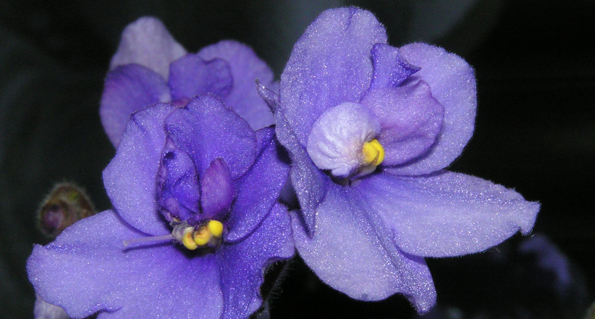 Прыскаю на листья, и фиалка – королева: цветы соревнуются в размерах, листья – в яркости 