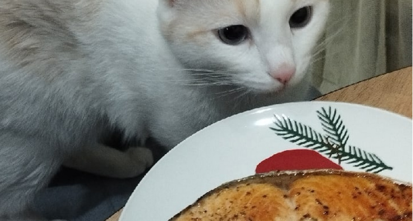 "Не травите этим кошек": в Роскачестве перечислили самые худшие марки корма для питомцев