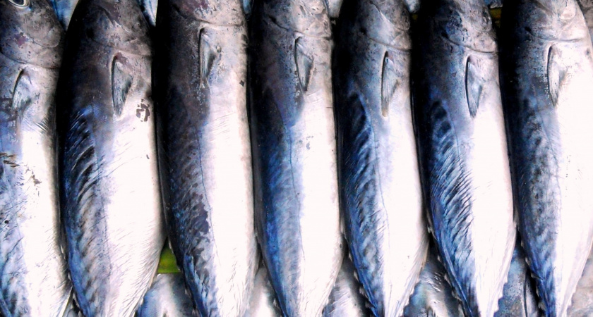 Названа самая полезная рыба - ешьте 2 раза в неделю, богата селеном, фосфором и просто хороша на вкус