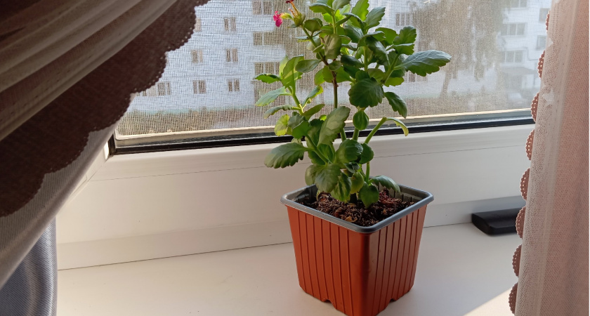 1 ложка в горшок – и спатифиллум распустит бутоны: превратится в невесту в белой вуали