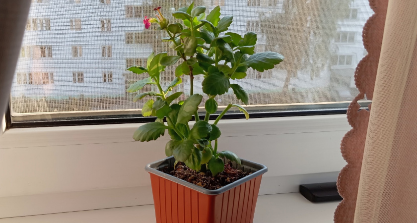 Всего одну крошку в горшок — и бутоны герани растут даже на молодых черенках, а листва не пожелтеет