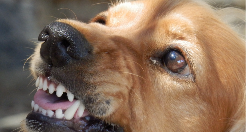 В Мордовии хозяин собаки выплатит компенсацию семье укушенного ребенка