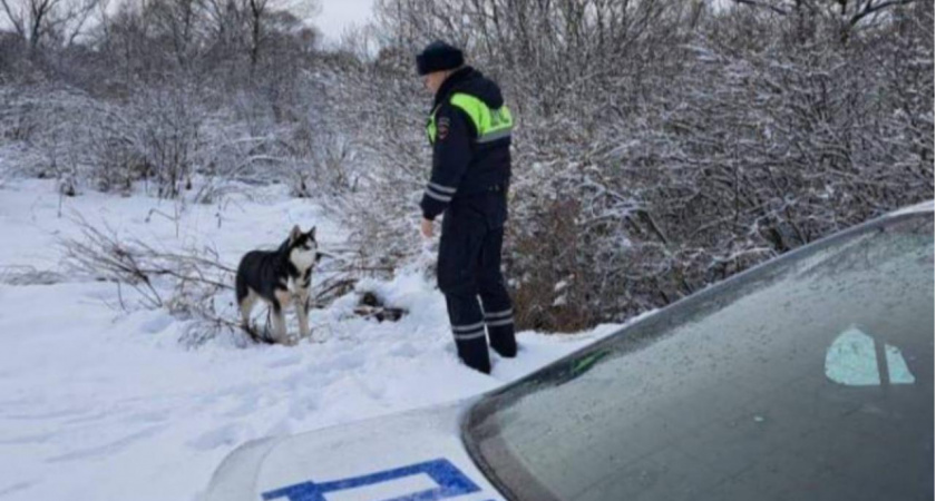 Полицейские Мордовии спасли брошенную хаски и нашли ей новый дом