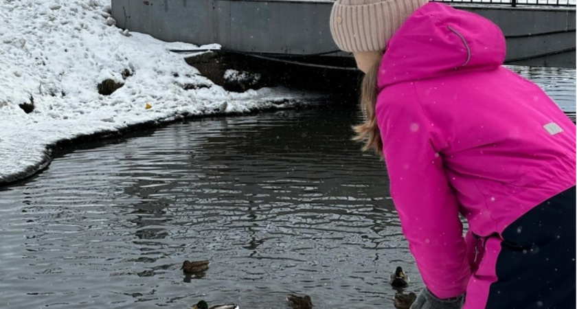 Активисты пересчитали поселившихся в центре Саранска на зиму уток