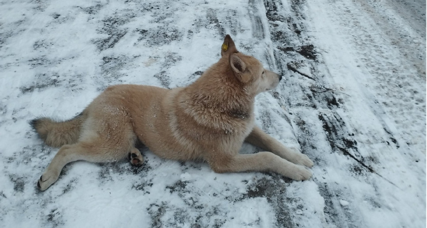В Рузаевском районе потратят 3,2 млн рублей на отлов бродячих собак