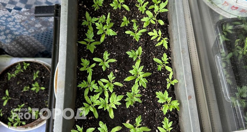 Не сорт, а сказка: этот раннеспелый огурец великолепно вяжет плоды даже в Сибири— посадили и растёт