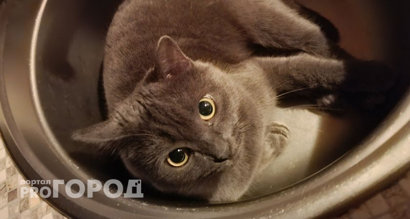 За тараканов в квартире будут штрафовать - 25000 рублей за раз, как этого избежать