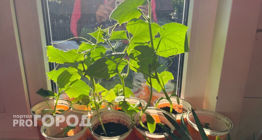 Не сорт, а огуречный мини-завод: другие кусты только завязываются, а эти штампуют урожай всего на 38-й день