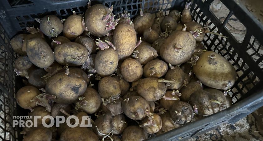 Россиян лишают "второго хлеба": с марта за посадку картошки будут штрафовать на 500 рублей