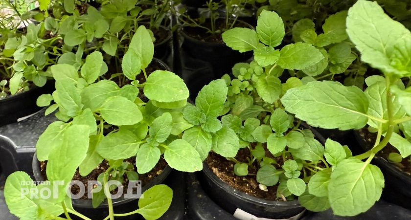 Добавляю 1 таблетку в воду для полива — любая рассада всходит моментально