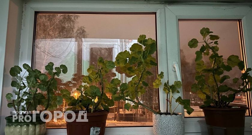 В марте даю гераням «болтушку» — и на окне красота: старые кусты и свежие черенки рвутся цвести наперегонки