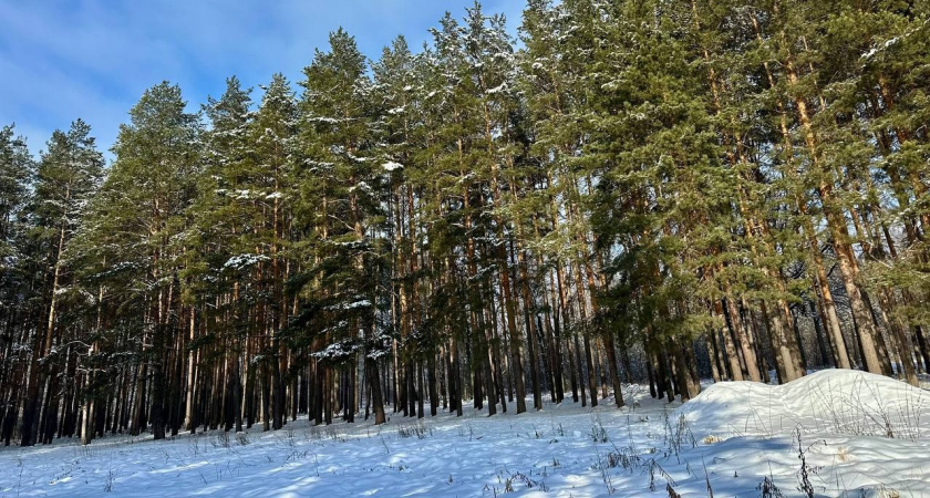 Мордовия отгрузила на экспорт 786 кубометров фанеры